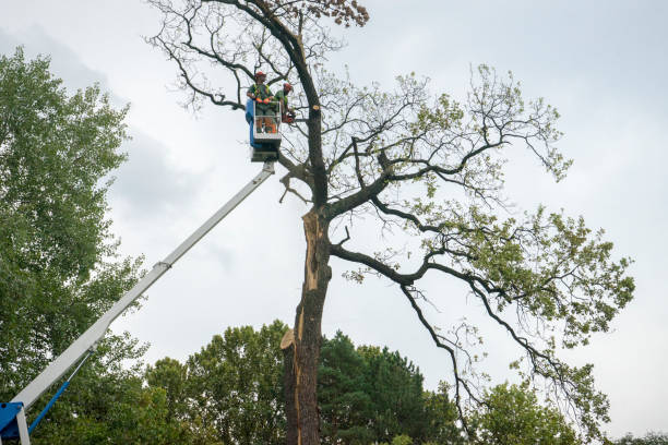 Why Choose Our Tree Removal Services in Albert Lea, MN?